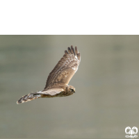 گونه سنقر خاکستری Hen Harrier